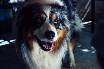 A friendly pet dog looks at you
