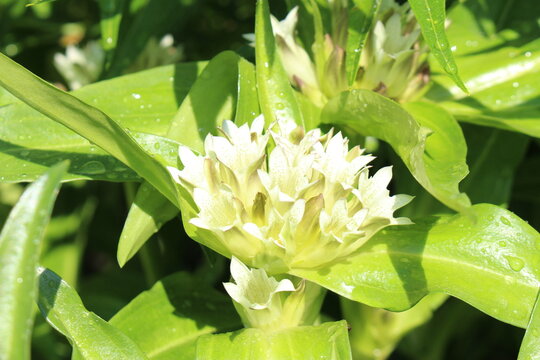 Spotted white "Gentian" flower in Innsbruck, Austria. Its scientific name is Gentiana Przewalskii Maxim, native to China. 