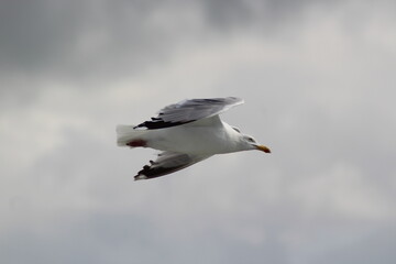 Fototapeta na wymiar Seagull flying through the sky.