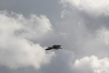 Seagull flying through the sky.