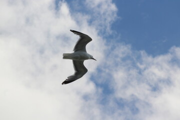 Seagull flying through the sky.