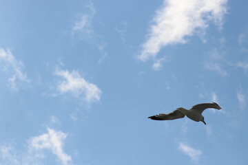 Seagull flying through the sky.