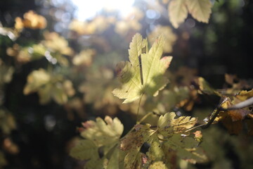 close up of tree leaf under sunshine
