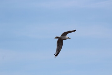 Seagull flying through the sky.
