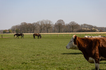 Pferde und Kühe auf der selben Weide