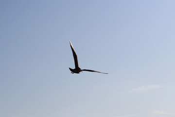 Seagull flying through the sky.