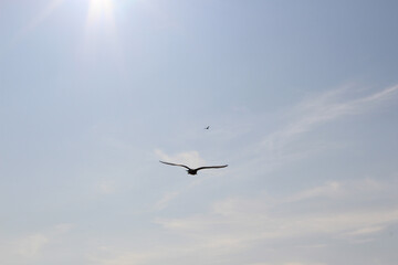Seagull flying through the sky.