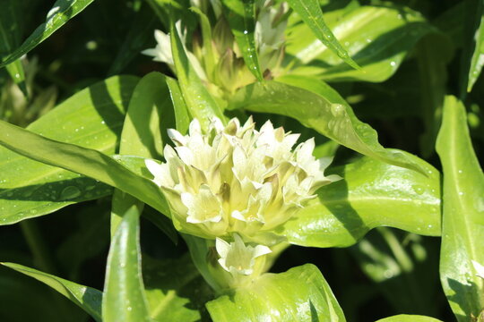 Spotted white "Gentian" flower in Innsbruck, Austria. Its scientific name is Gentiana Przewalskii Maxim, native to China. 