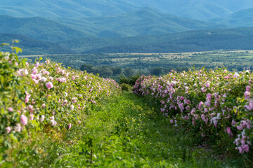 Obraz premium Valley covered in bulgarian pink rose during sunset