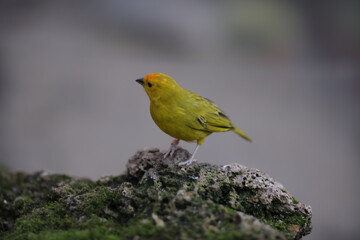 yellow bird on a rock
