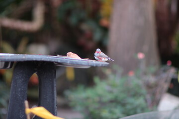 zebra finch and bird on a feeder