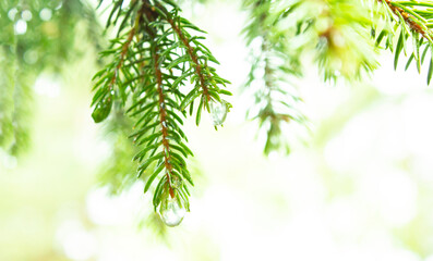 Sprigs of green spruce on a light green background for your text with a drop of water on it.