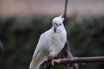 white parrot on a branch