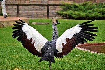 Fototapeta premium Grulla coronada africana con alas extendidas