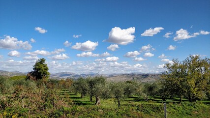 Olive trees in Sicily