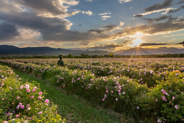 Amazing sunset over a pink rose garden in Bulgaria