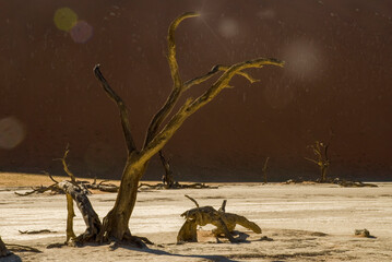 dead tree in arid namibian desert