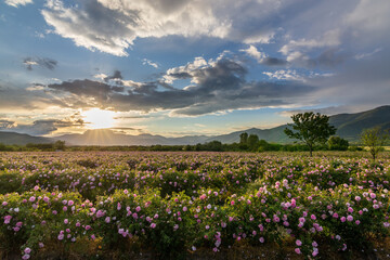 Amazing sunset over a pink rose garden in Bulgaria