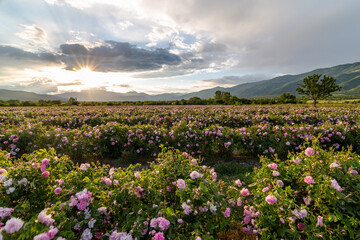 Amazing sunset over a pink rose garden in Bulgaria
