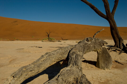 dead tree stump in namib desert