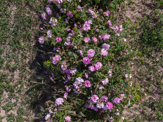 Top view of Bulgarian pink rose bush