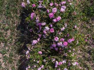 Obraz premium Top view of Bulgarian pink rose bush