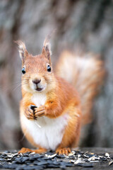 Red squirrel eats sunflower seeds sitting on a hemp. A close-up.