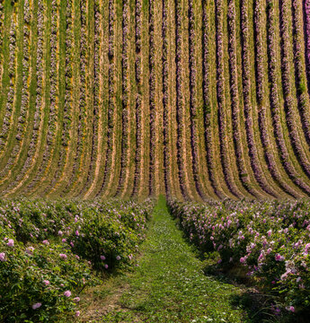 Droneception of bulgarian pink rose bush rows