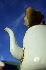 tea pot on a blue sky with a suculant