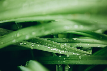 Grass with Morning Dew Drops. Idea, colors. Leaves with drops of water. Can be used as background
