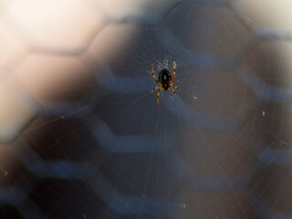 Araña