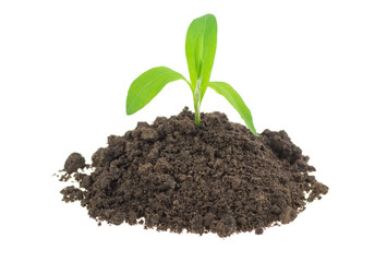 Green young sprout in the ground on a white background, isolated.