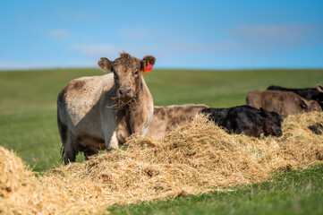 Beef cows and calves grazing on grass in south west victoria, Australia. eating hay and silage....
