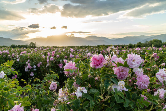 Valley covered in bulgarian pink rose during sunset