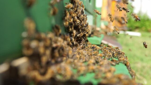 bees at the entrance and on frame