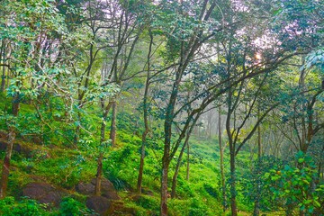 green forest in the morning