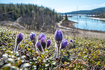 Wild crocus flowers seen in Yukon Territory, northern Canada in the spring time. Purple floral flowers. 