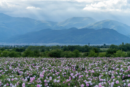 Valley covered in bulgarian pink rose during sunset