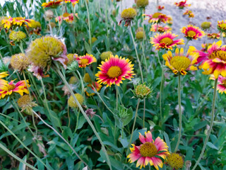 beautiful nepali flowers in the garden