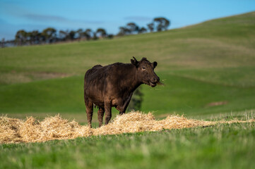 Beef cows and calves grazing on grass in south west victoria, Australia. eating hay and silage....