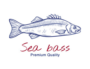 Vector sketch illustration of fresh sea bass fish drawing isolated on white. Engraved style. natural business. Vintage, retro  object for menu, label, recipe, product packaging