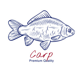 Vector sketch illustration of fresh carp fish drawing isolated on white. Engraved style. natural business. Vintage, retro  object for menu, label, recipe, product packaging