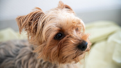 Portrait of a Yorkshire terrier dog, light red