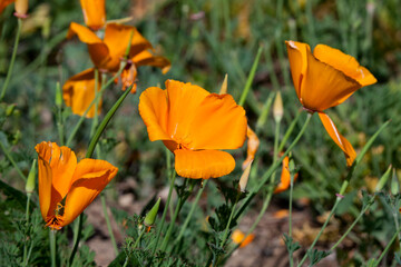 Orange fresh poppy flowers. Natural background
