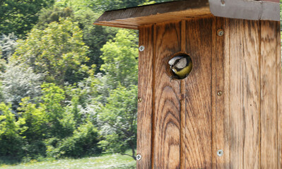 installation dans le nichoir 