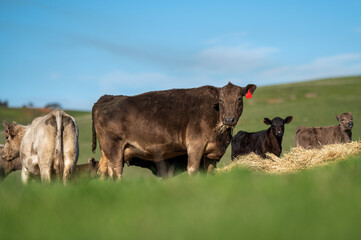 Beef cows and calves grazing on grass in south west victoria, Australia. eating hay and silage....