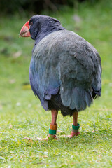 Native Takahe New Zealand