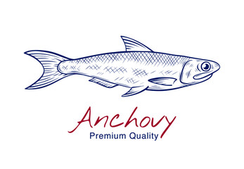 Vector sketch illustration of fresh anchovy fish drawing isolated on white. Engraved style. natural business. Vintage, retro  object for menu, label, recipe, product packaging