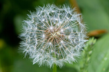 Dandelion