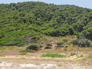 Fototapeta na wymiar Vegetation scenery in Skiathos